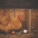 chicken, hen, eggs-1867521.jpg